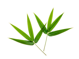 Fototapeta premium Pandan leaves isolated on transparent background