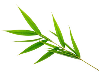 Obraz premium Pandan leaves isolated on transparent background