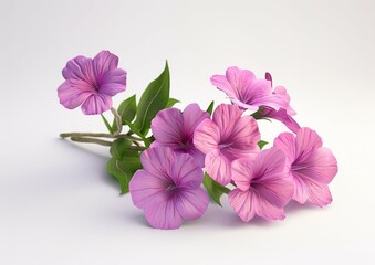 Close-Up of  Flower on White Background