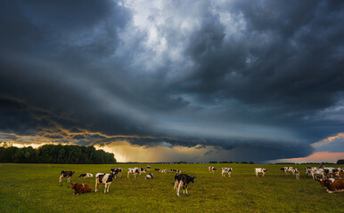 Dramatic sky over pasture with cows, showing tranquil rural scenery and stormy weather
