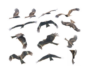 Birds of prey Black kite (Milvus migrans lineatus,) flying on a white background