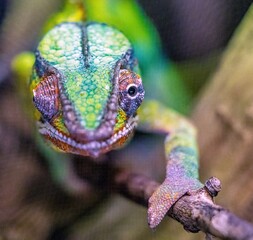 the chameleon eye, one doesn't know what the other is doing