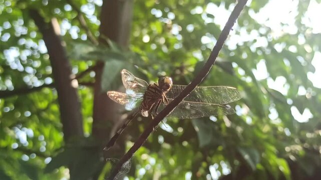 beautiful deagonfly in the garden