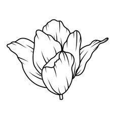 Floral Line Art