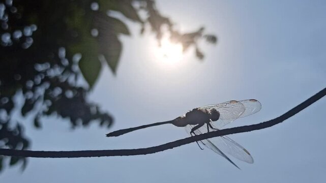 silhouette: dragonfly