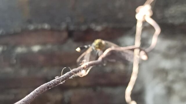 beautiful deagonfly in the garden