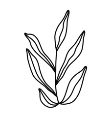 Floral Line Art