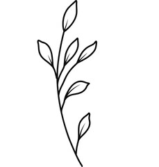 Floral Line Art