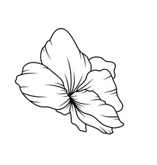 Floral Line Art
