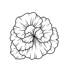 Floral Line Art