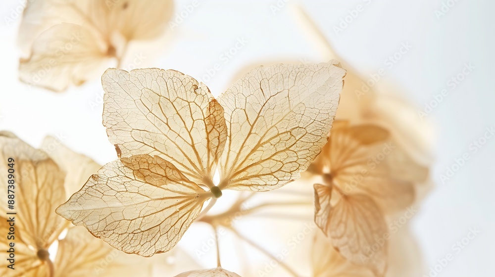Poster macro closeup of dried dry delicate skeleton leaves petals of hydrangea flowers blooms isolated on w
