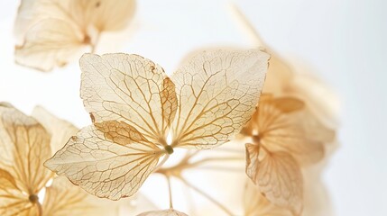 macro closeup of dried dry delicate skeleton leaves petals of hydrangea flowers blooms isolated on white background : Generative AI