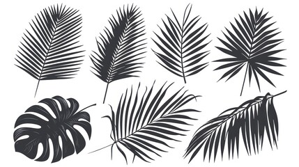 Collection of Tropical Palm Leaves Silhouettes