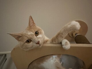 캣타워 위에 누워있는 고양이