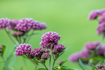 Full frame abstract texture background of blooming rose color swamp milkweed (asclepias incarnata) flower blossoms in an herb garden with defocused background