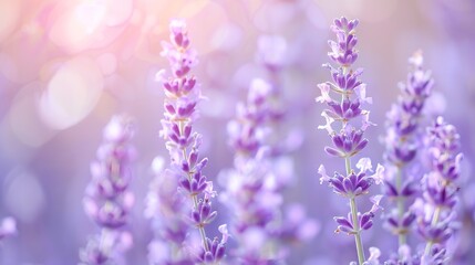 Purple flowers on beautiful blurred backgrounds : Generative AI