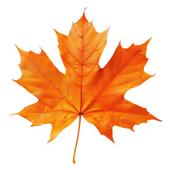 Obraz premium maple leaf autumn isolated on the white background