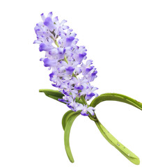 Fototapeta premium Rhynchostylis coelestis on white background isolated