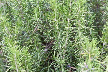 close up of grass