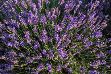 Blooming lavender flowers on a sunny day. Background.