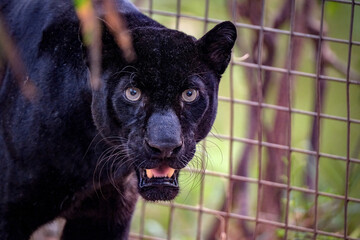 Portrait of black panther