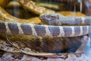 Snake wine show in the shop