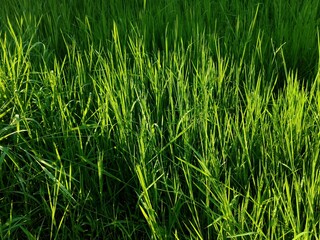 green grass background