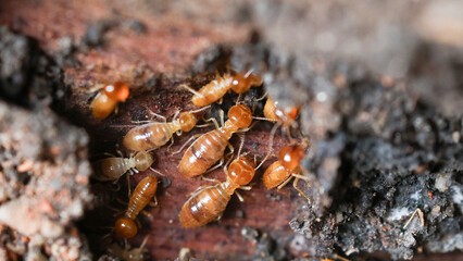 Termites are small insects that live in underground nests and termite mounds. Termites can consume wooden structures of a house and other parts such as wooden floors, windows, doors, and furniture.