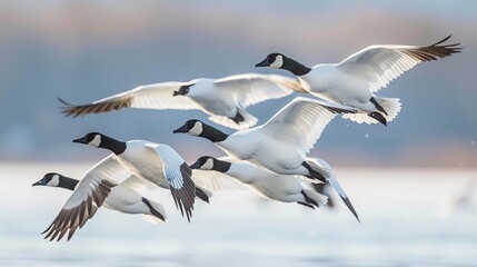 Fototapeta premium Discuss the significance of migratory patterns in birds.
