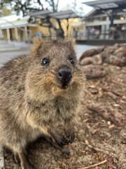 Treasure of Smiles - Discovering Rottnest Island's Quokkas