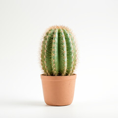 Green Cactus In A Terracotta Pot Isolated On White Background