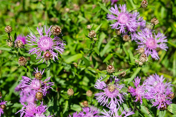 Thistle wildflowers in the meadow.