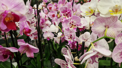 Phalaenopsis. Orchid flowers close up. Selling orchids in a flower shop. Collection of various brightly blooming orchids. Natural background. Flower business