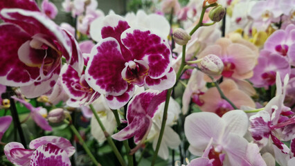 Phalaenopsis. Orchid flowers close up. Selling orchids in a flower shop. Collection of various brightly blooming orchids. Natural background. Flower business
