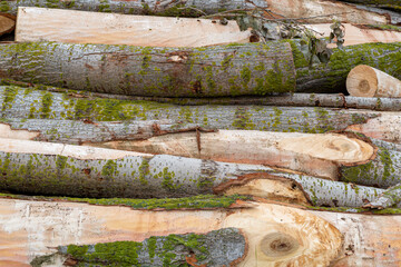 Poplar trunks cut and stacked for use. Populus.