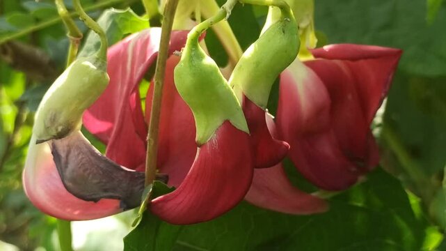 Sesbania Grandiflora