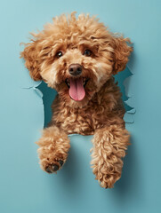 funny poodle breaks through blue wall