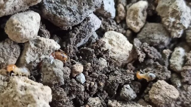 the termites in the garden