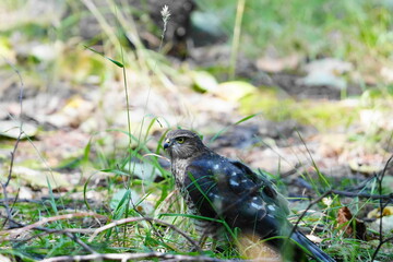 Obraz premium 地面に降りたハイタカ