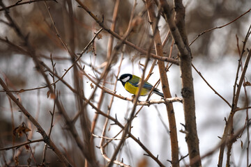 great tit on branch