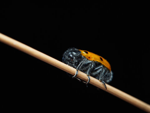 Clytra quadripunctata
