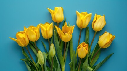 Obraz premium Yellow tulips in a vibrant bouquet on a blue background a simple spring concept