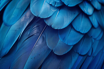 Obraz premium Beautiful blue color fashion background with close up of parrot feathers in dark and light, abstract wallpaper