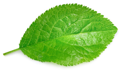 Plum leaf isolated on white background