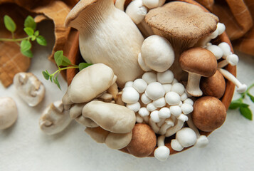 Assortment of various mushrooms