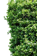 A single green bush against a white cloudy sky