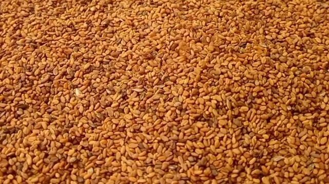 Fenugreek seeds fall on rotating full frame background, micro shot, spinning, herbs and spices.