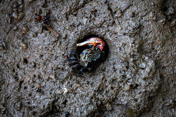 Fiddler crab defend the mud hole, nest, mangrove forest