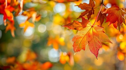 bright autumn colored fall leaf branch on blurred abstract background banner with space for text or product