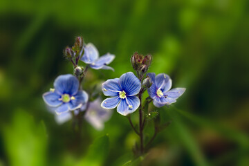 Closeup of flowers of Speedwell (Unknown Variety) in a meadow in Italy